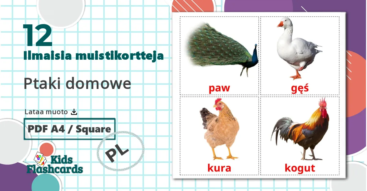 12 Ptaki domowe  lasten kuvakortit
