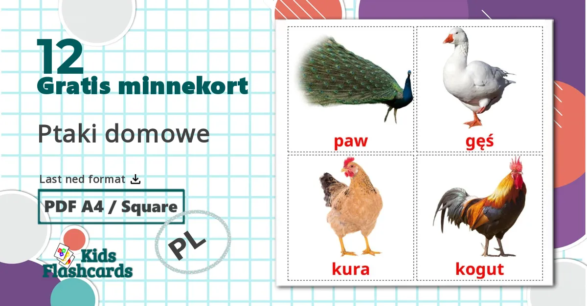 12 Ptaki domowe  bildekort