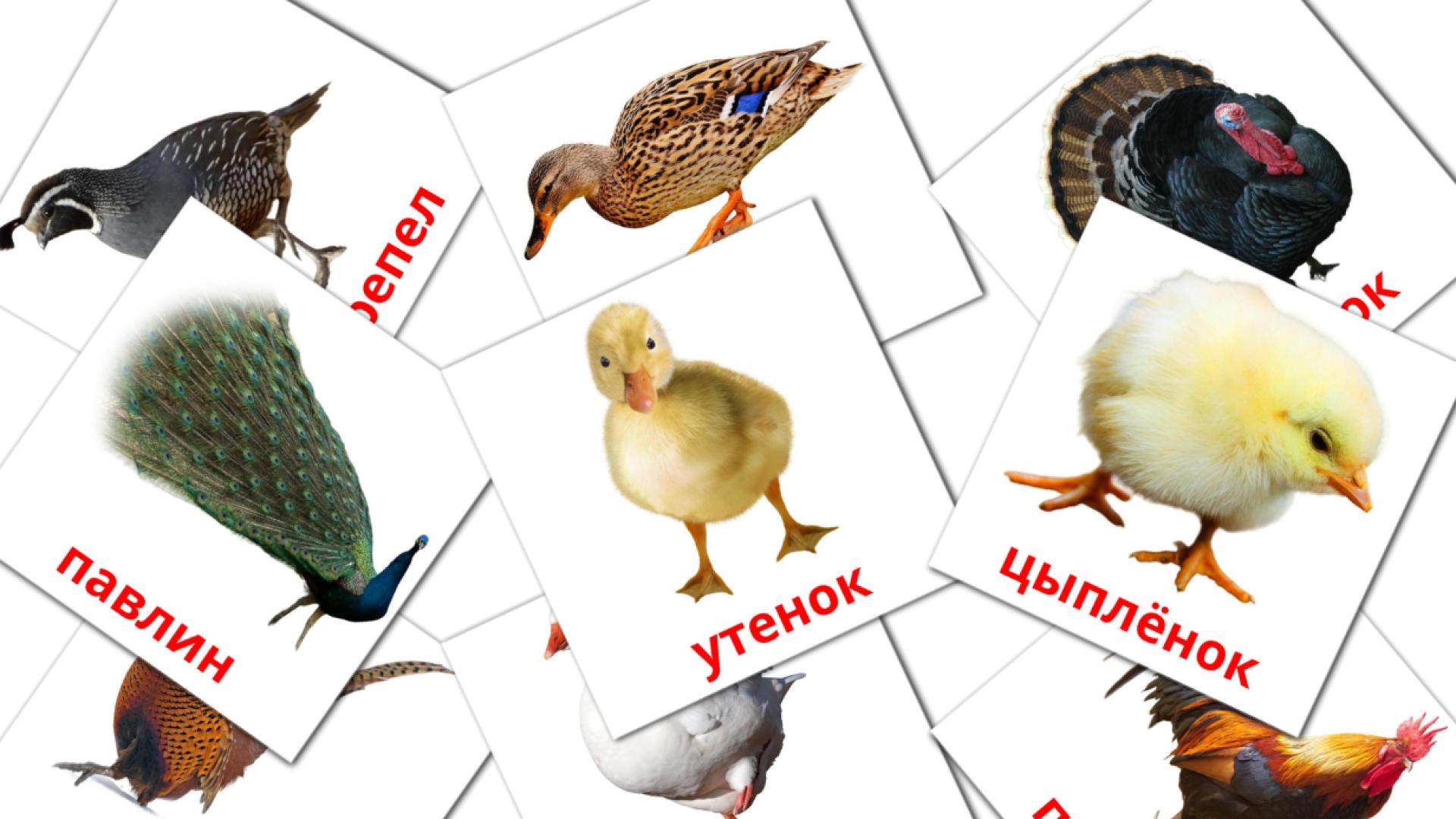 Птицы в деревне flashcards