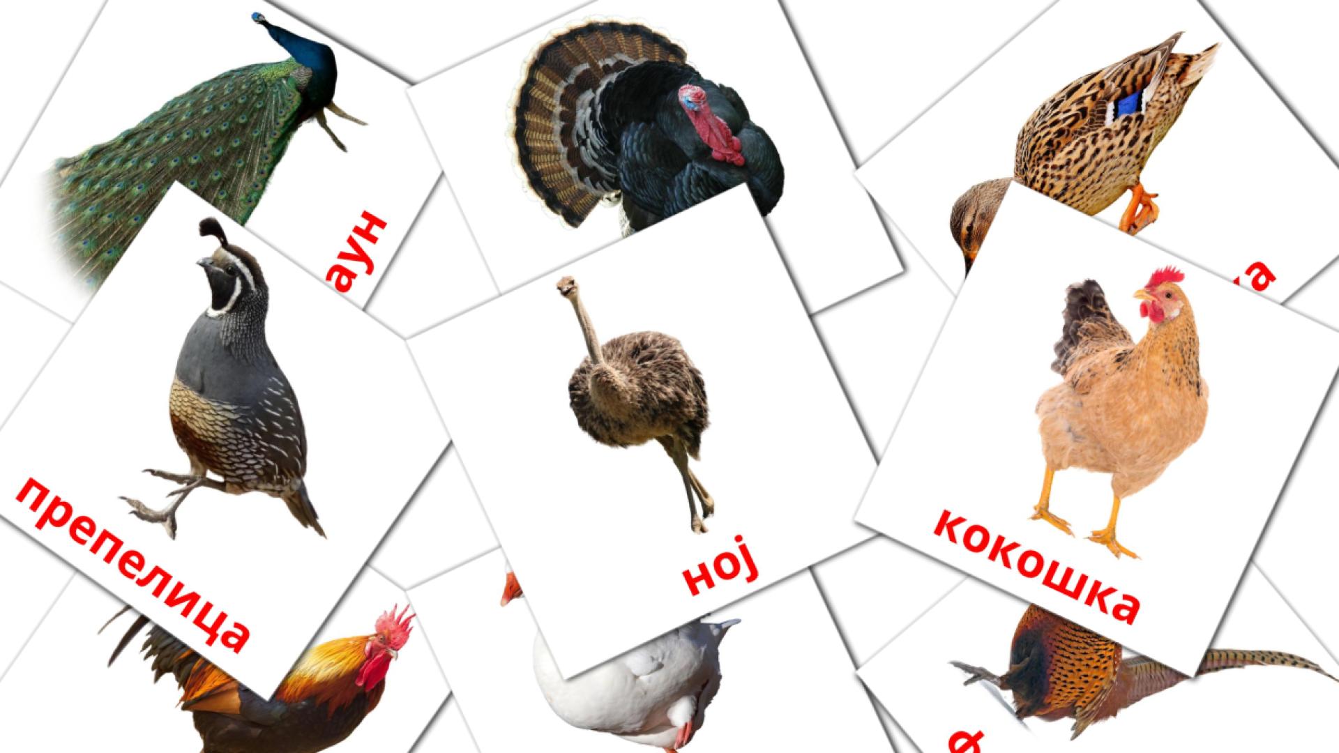 Птице на фарми flashcards