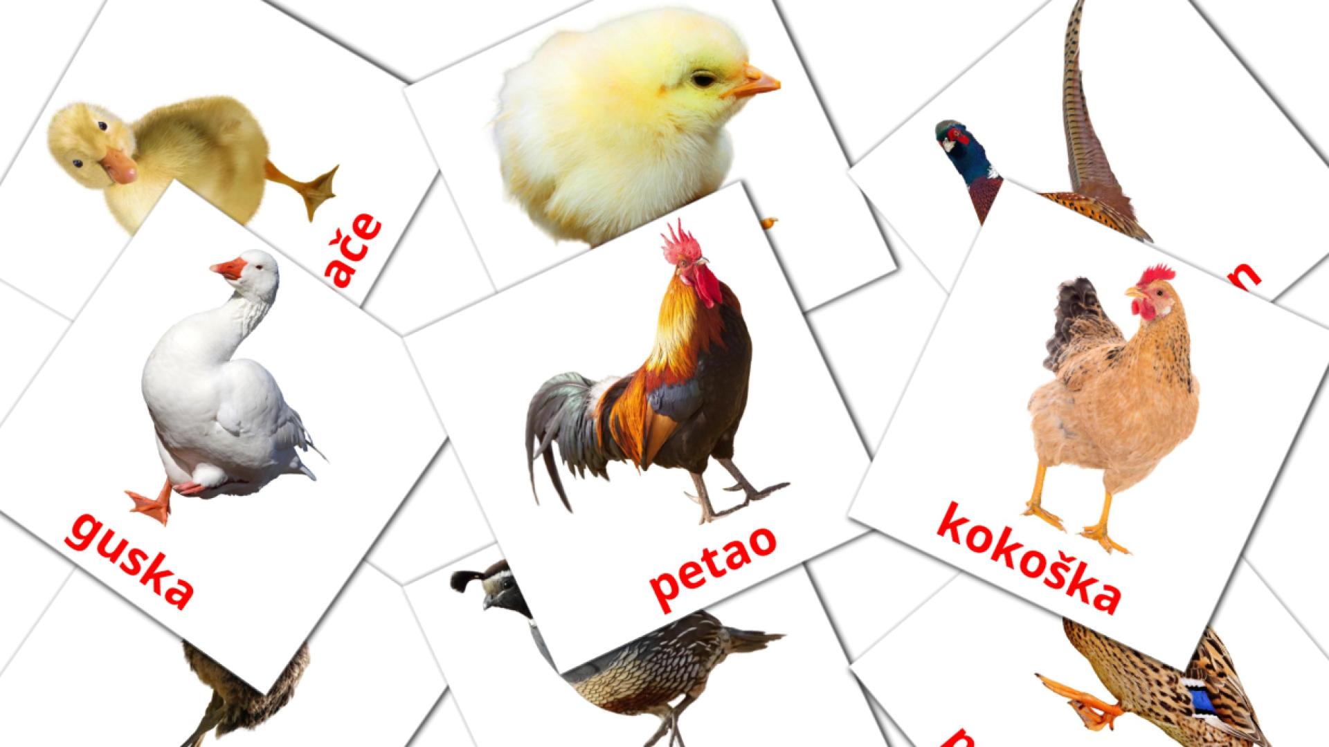 Ptice na farmi flashcards