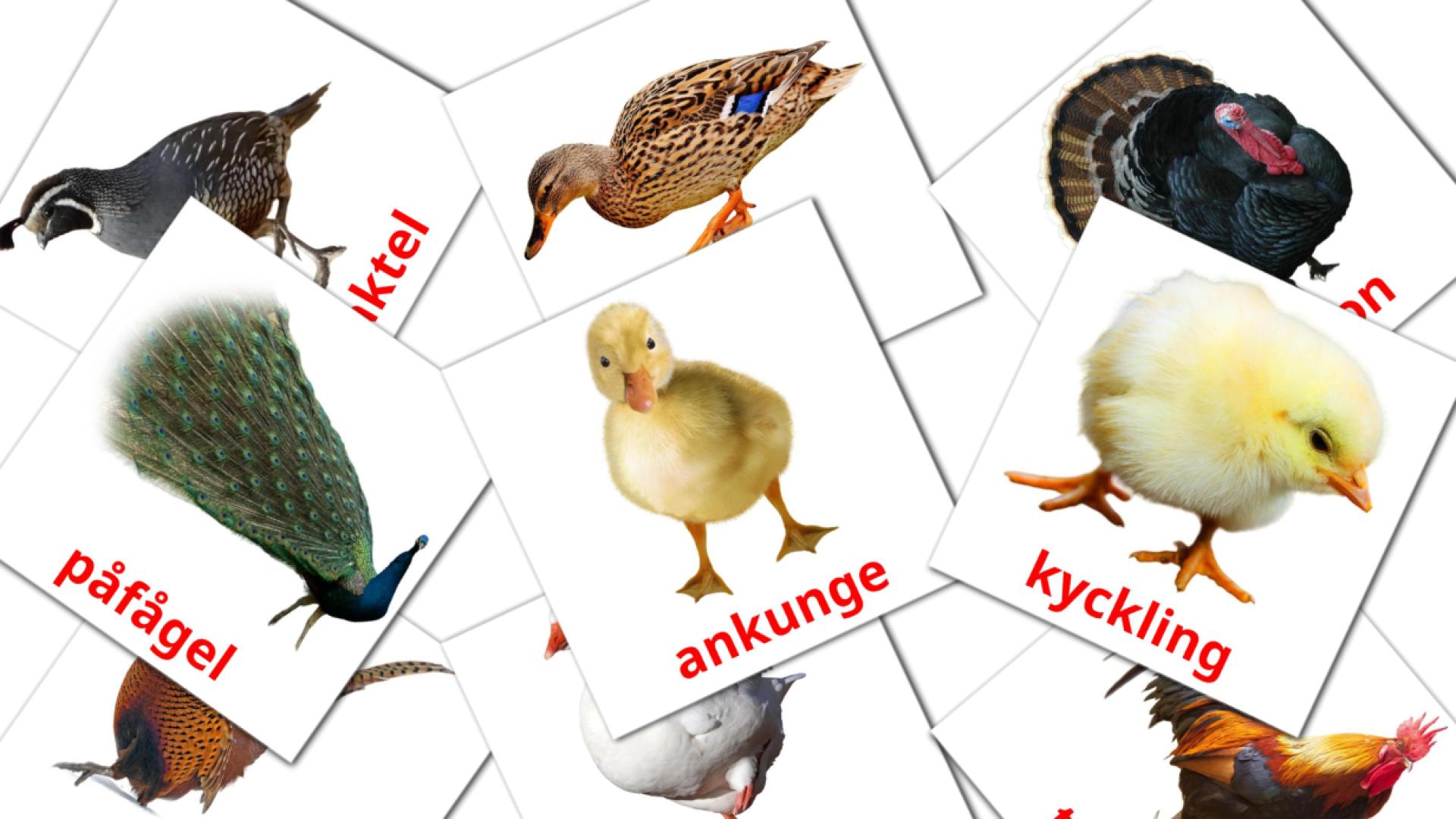 11 Fåglar i byn flashcards
