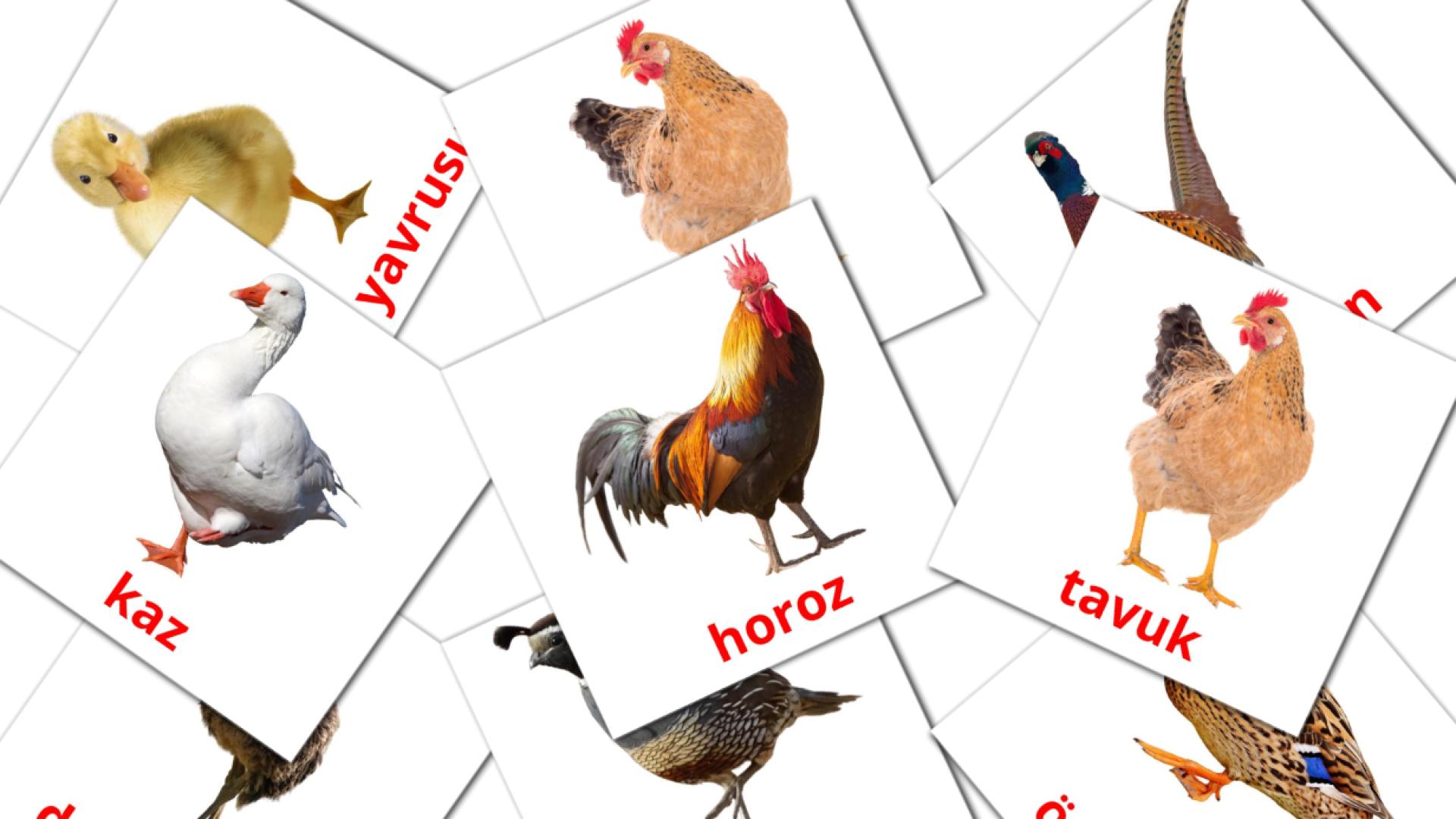 flashcards Çiftlik Kuşları 
