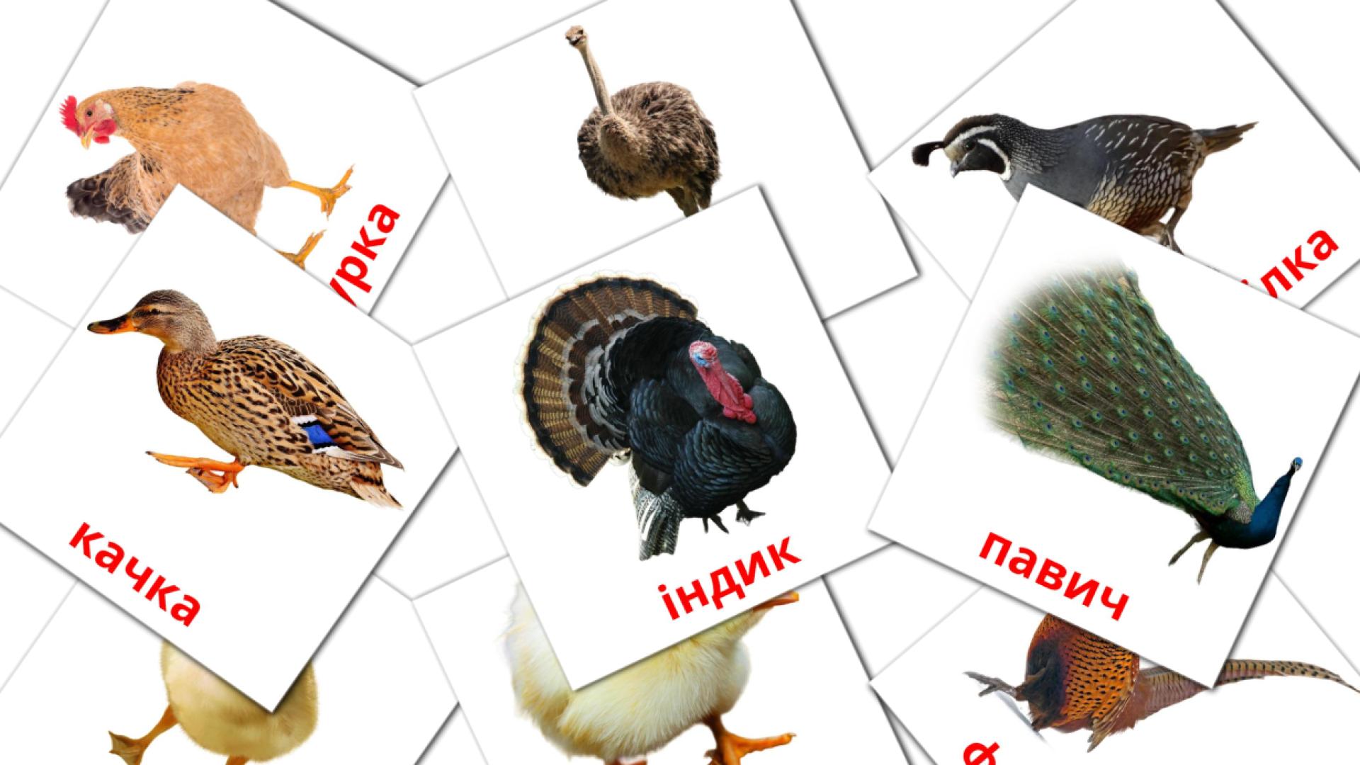Bildkarten für Птахи в селі 