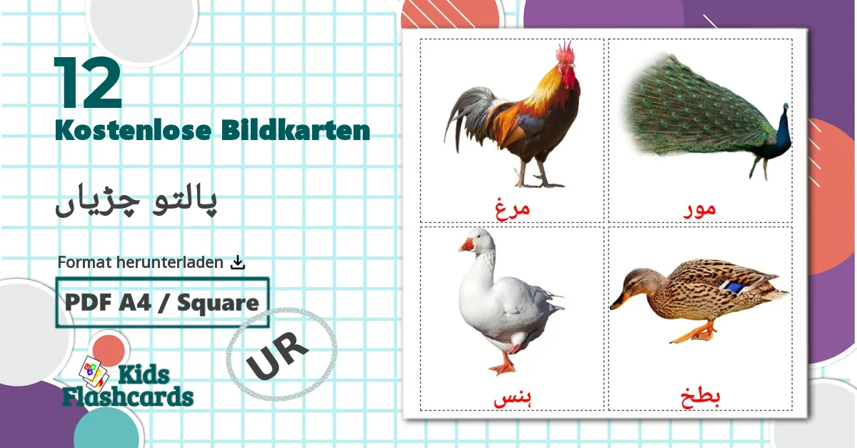 12 Bildkarten für پالتو چڑیاں