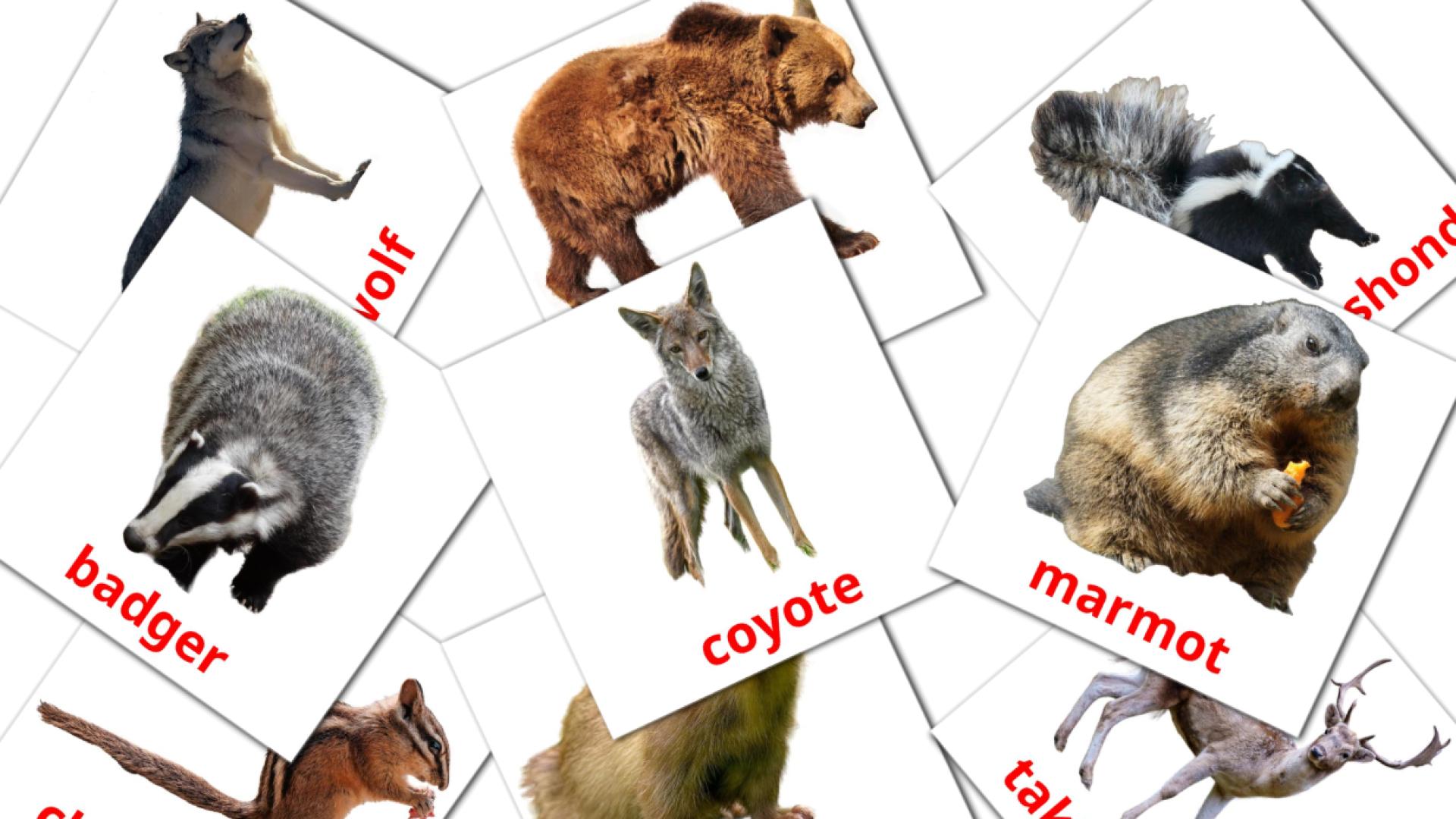 Forest animals - afrikaans vocabulary cards