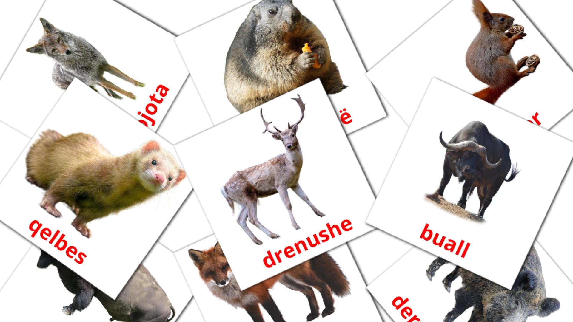 Forest animals - albanian vocabulary cards