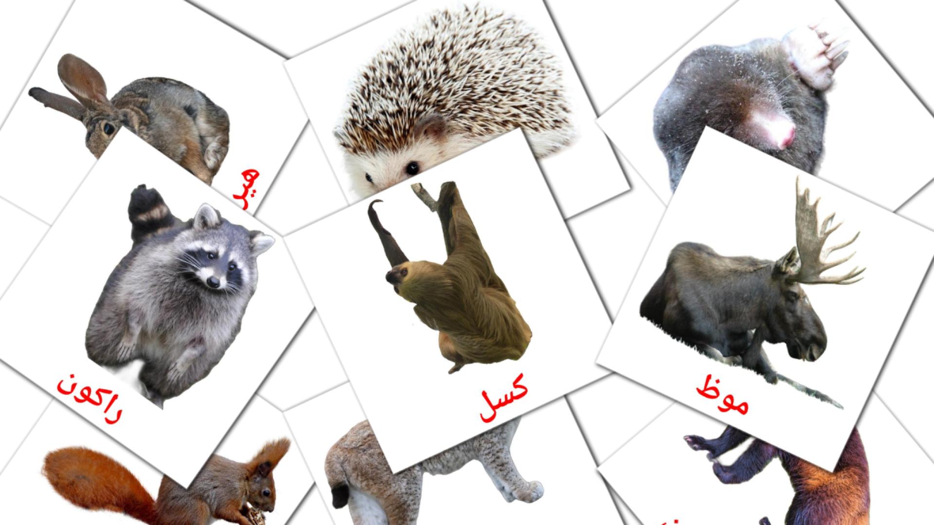 22 tarjetas didacticas de حيوانات برية
