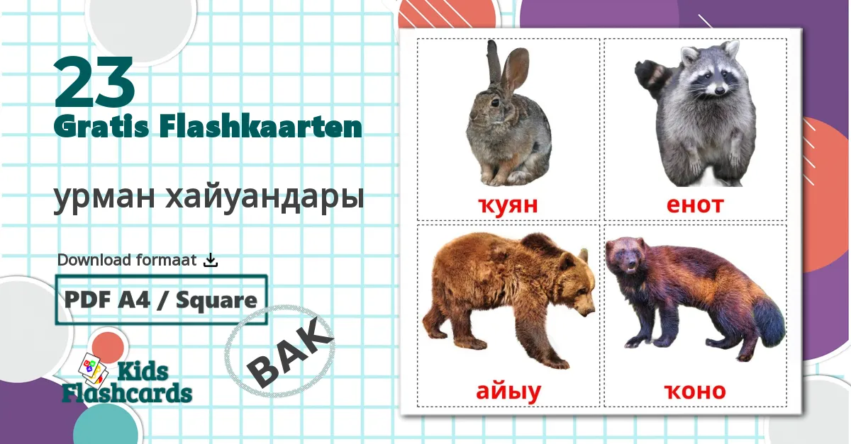 23 урман хайуандары flashcards