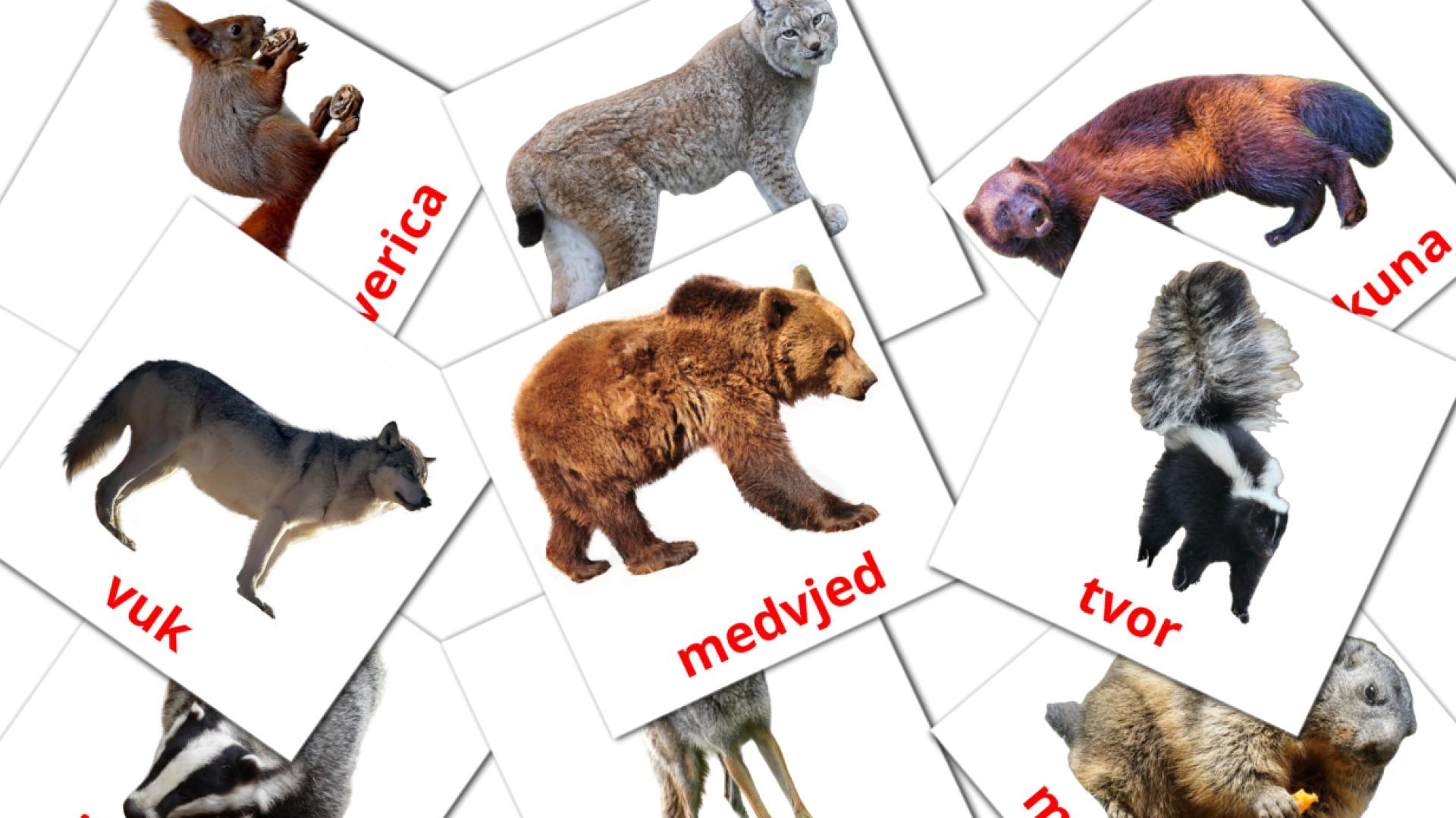 22 Šumske životinje flashcards