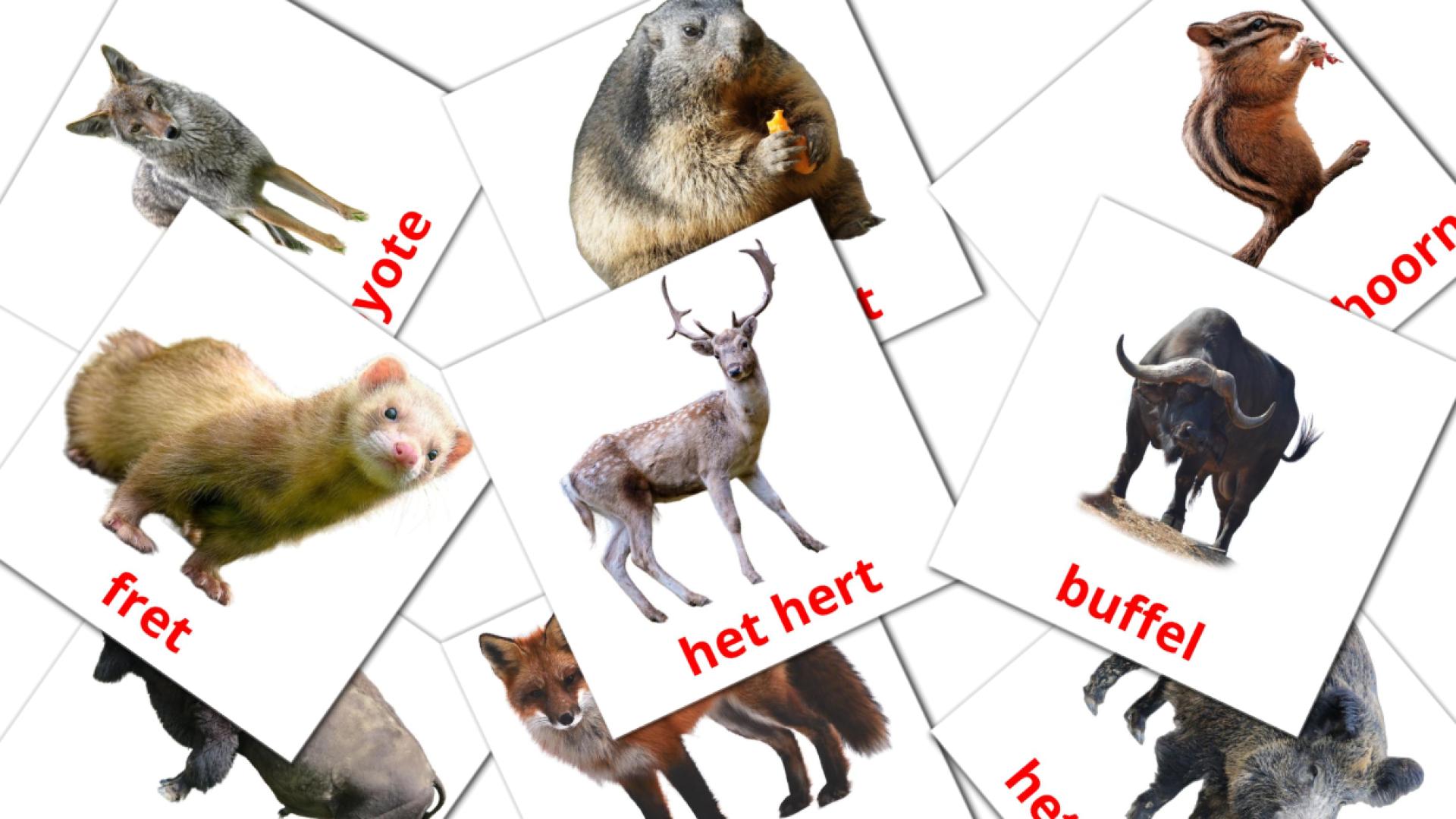 Bildkarten für Bosdieren
