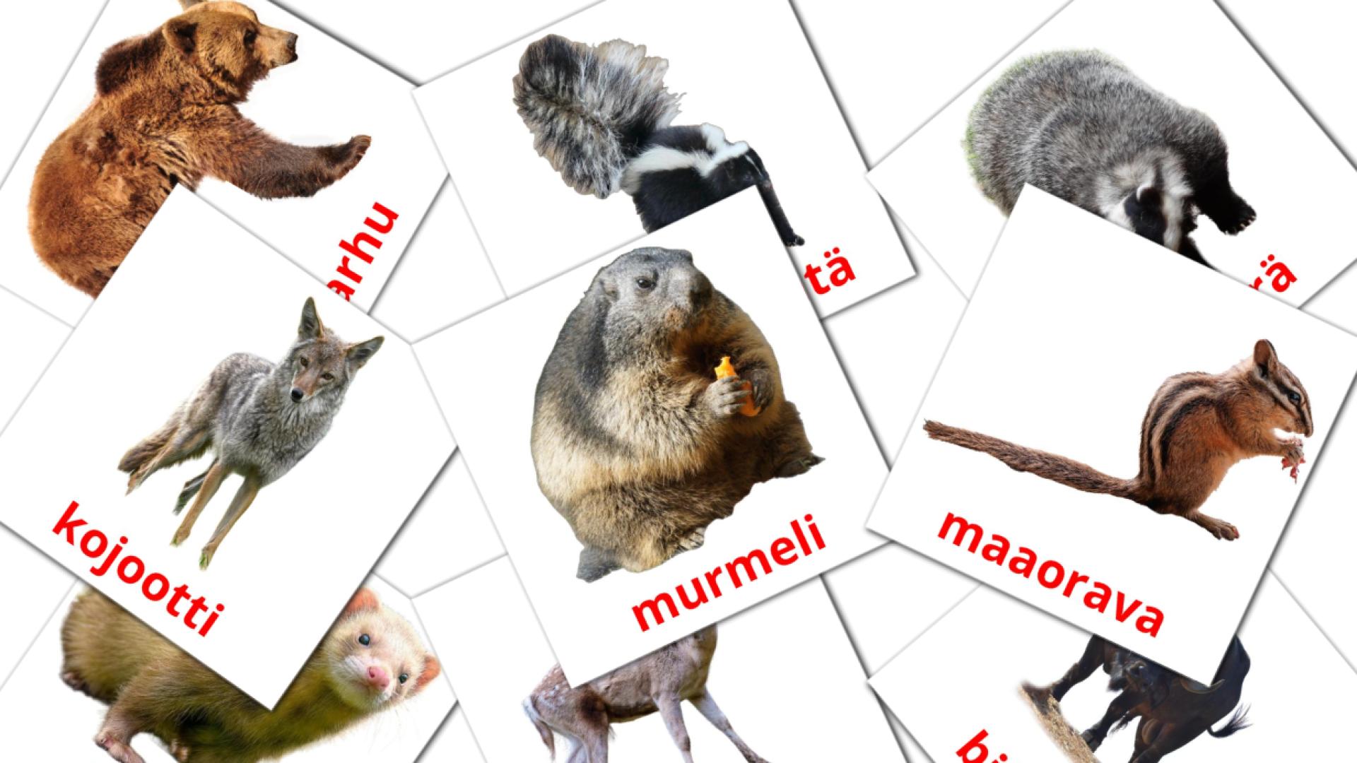 Metsän eläimet flashcards