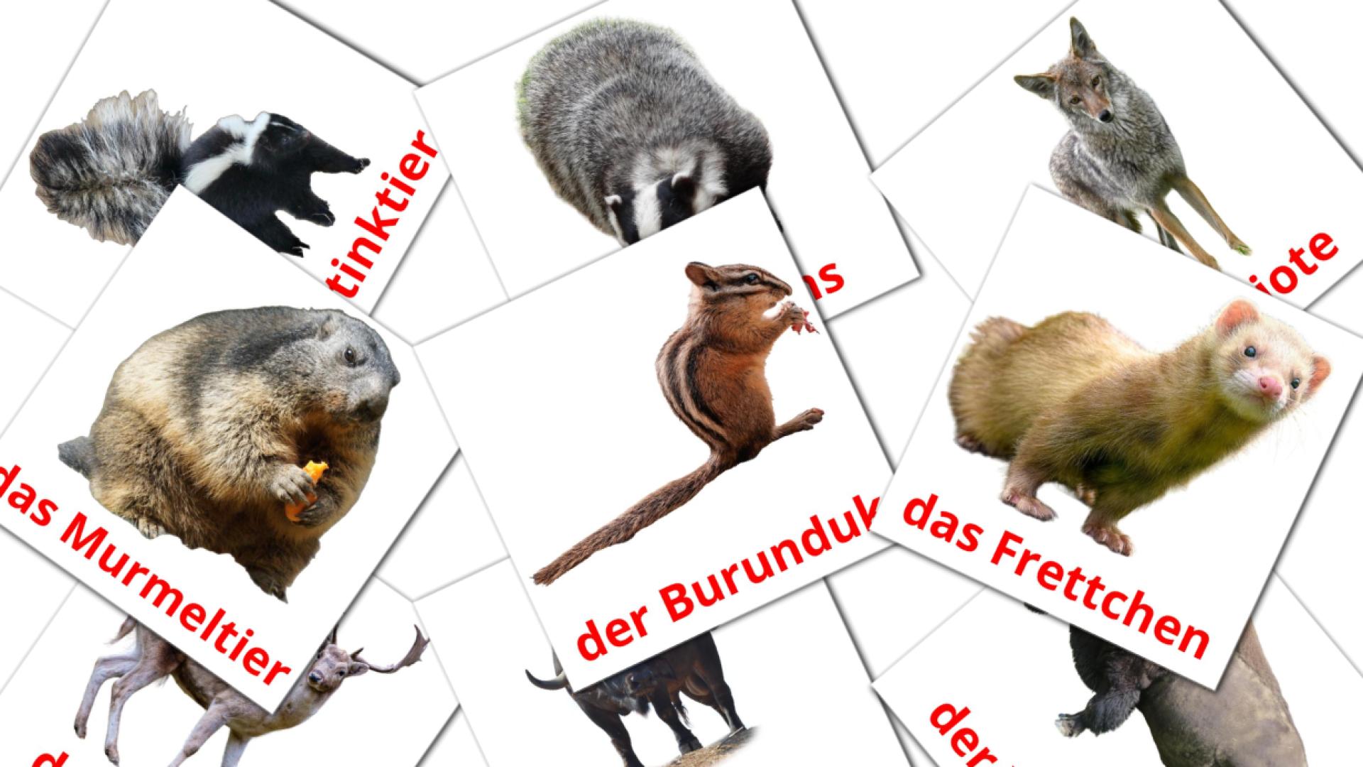 22 Bildkarten für Waldtiere