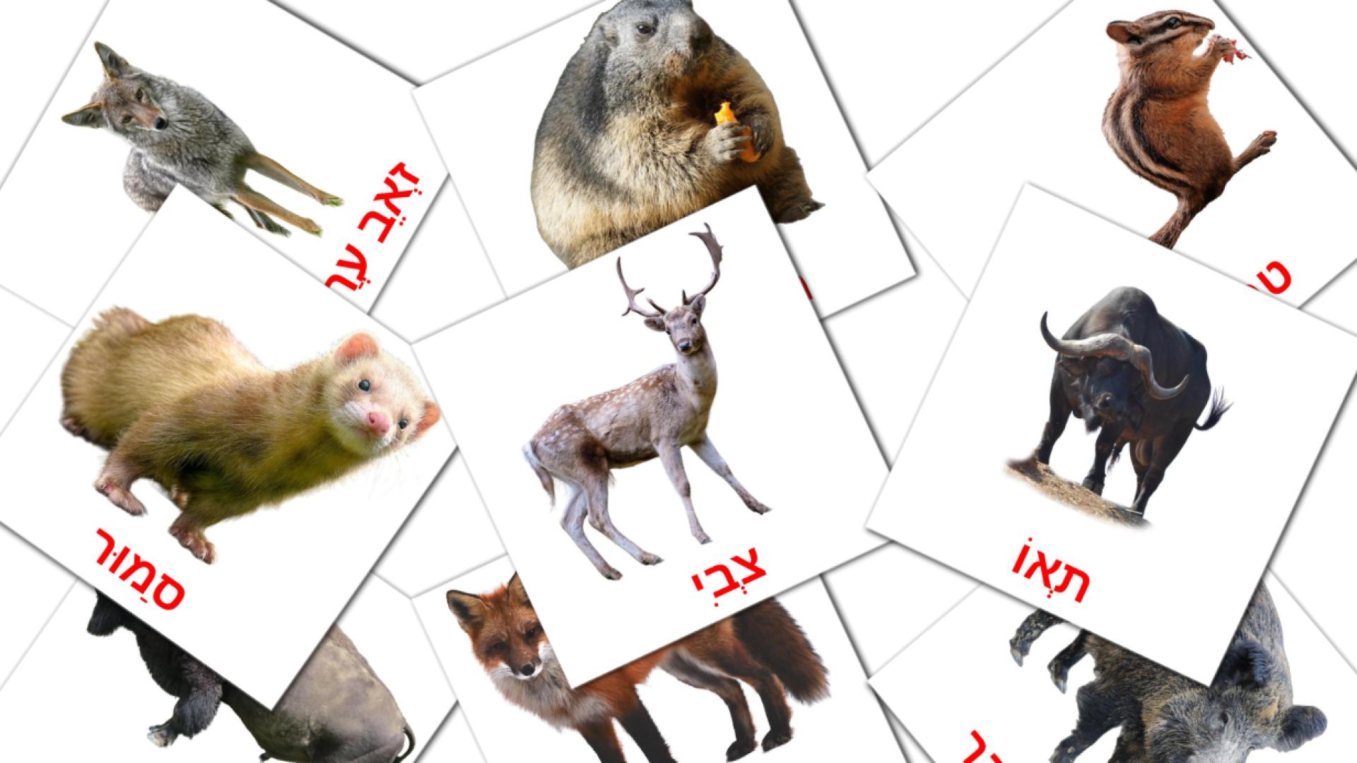 tarjetas didacticas de חיות יער