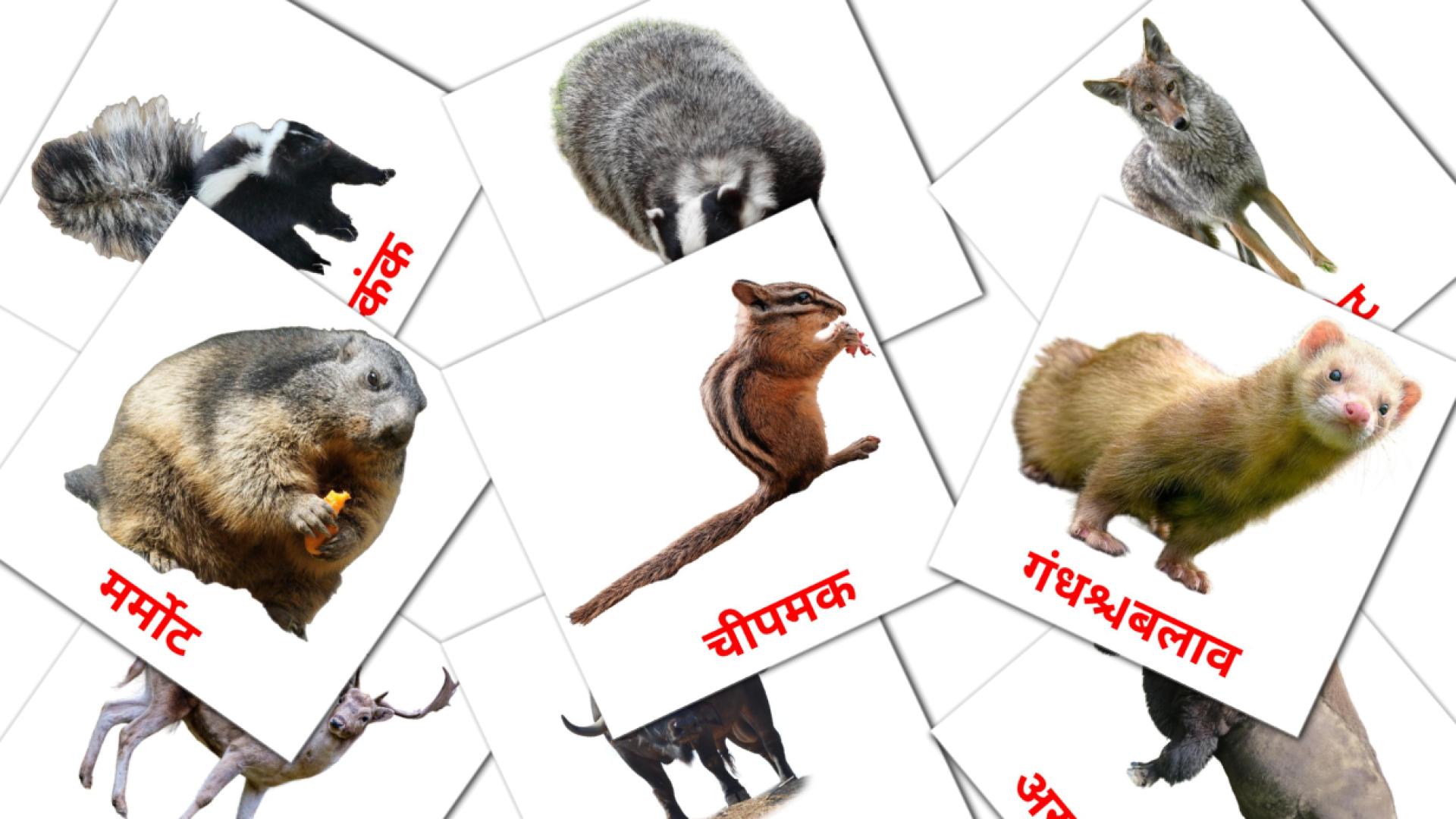 Bildkarten für जंगल के जानवर