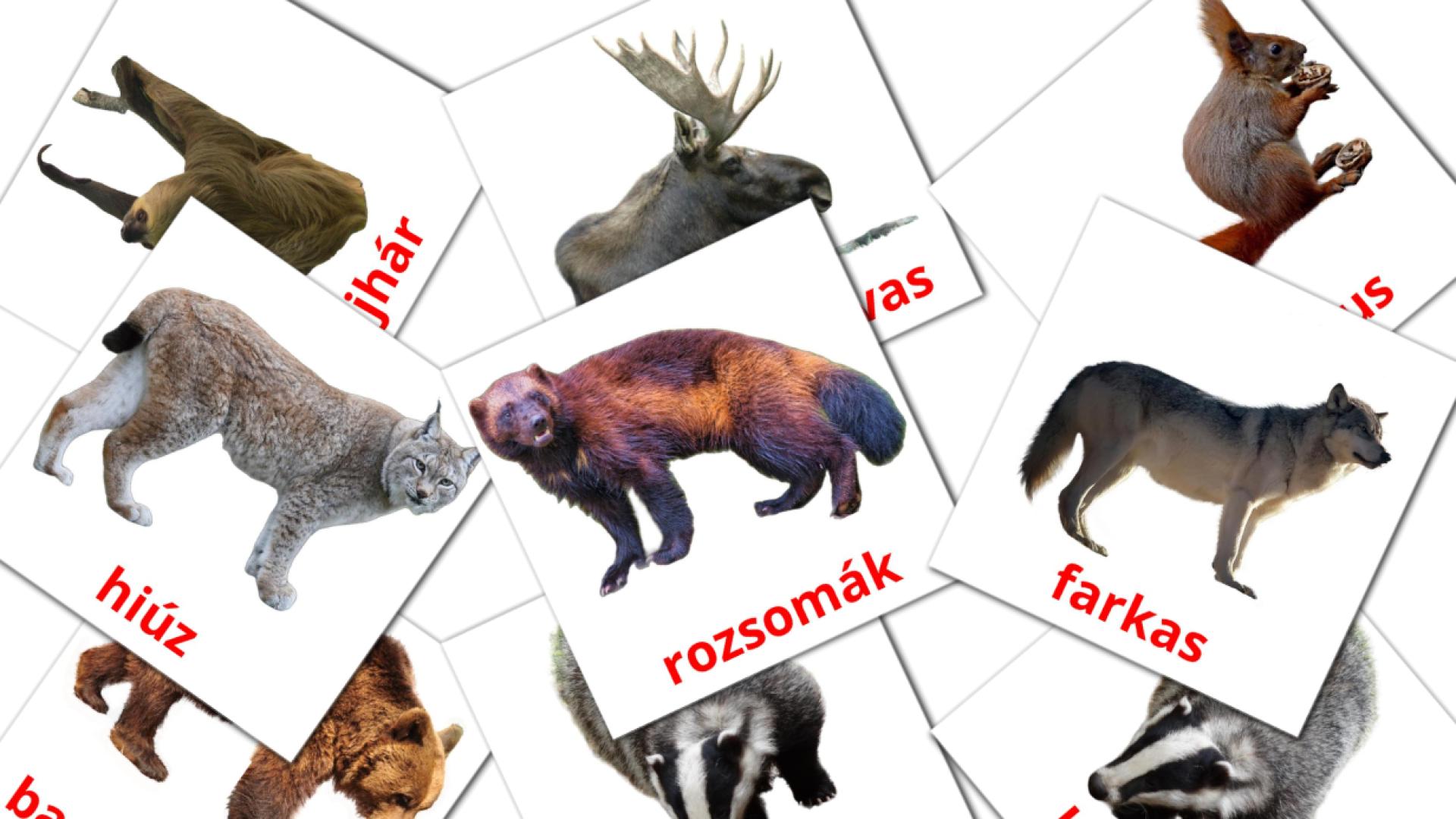 Карточки Домана Erdei állatok