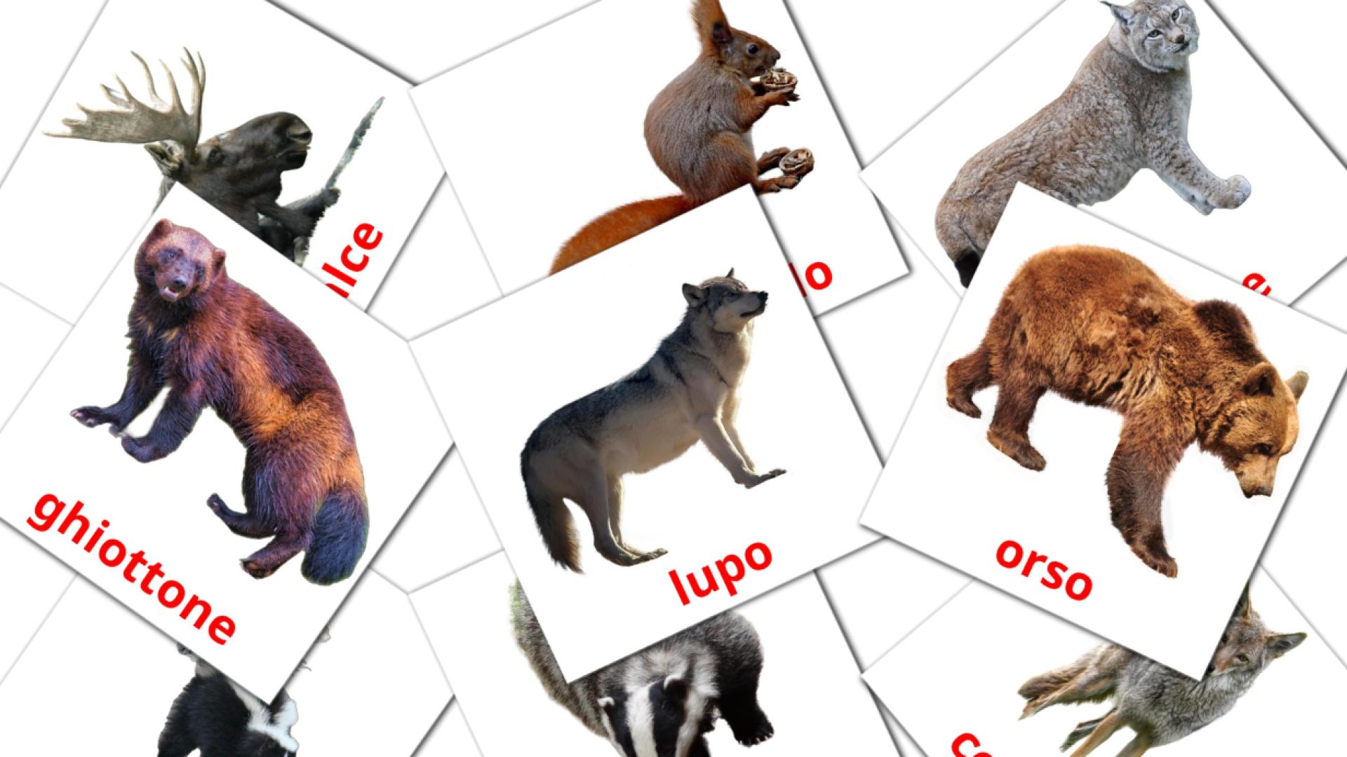 tarjetas didacticas de Animali del bosco 