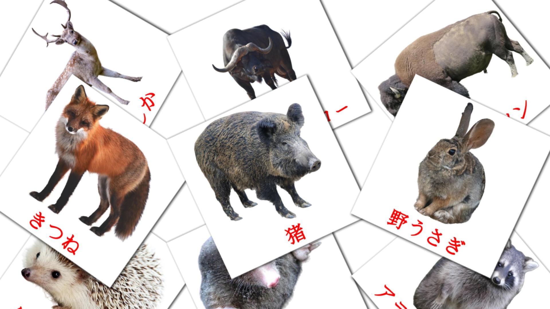flashcards 森の動物