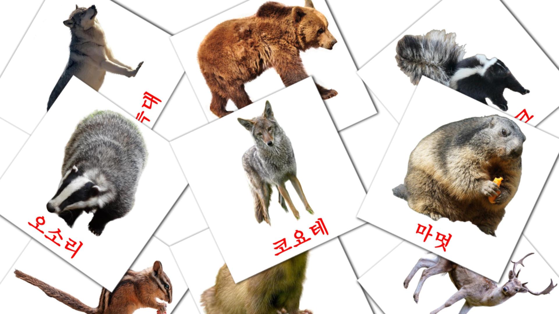 22 산림 동물 flashcards