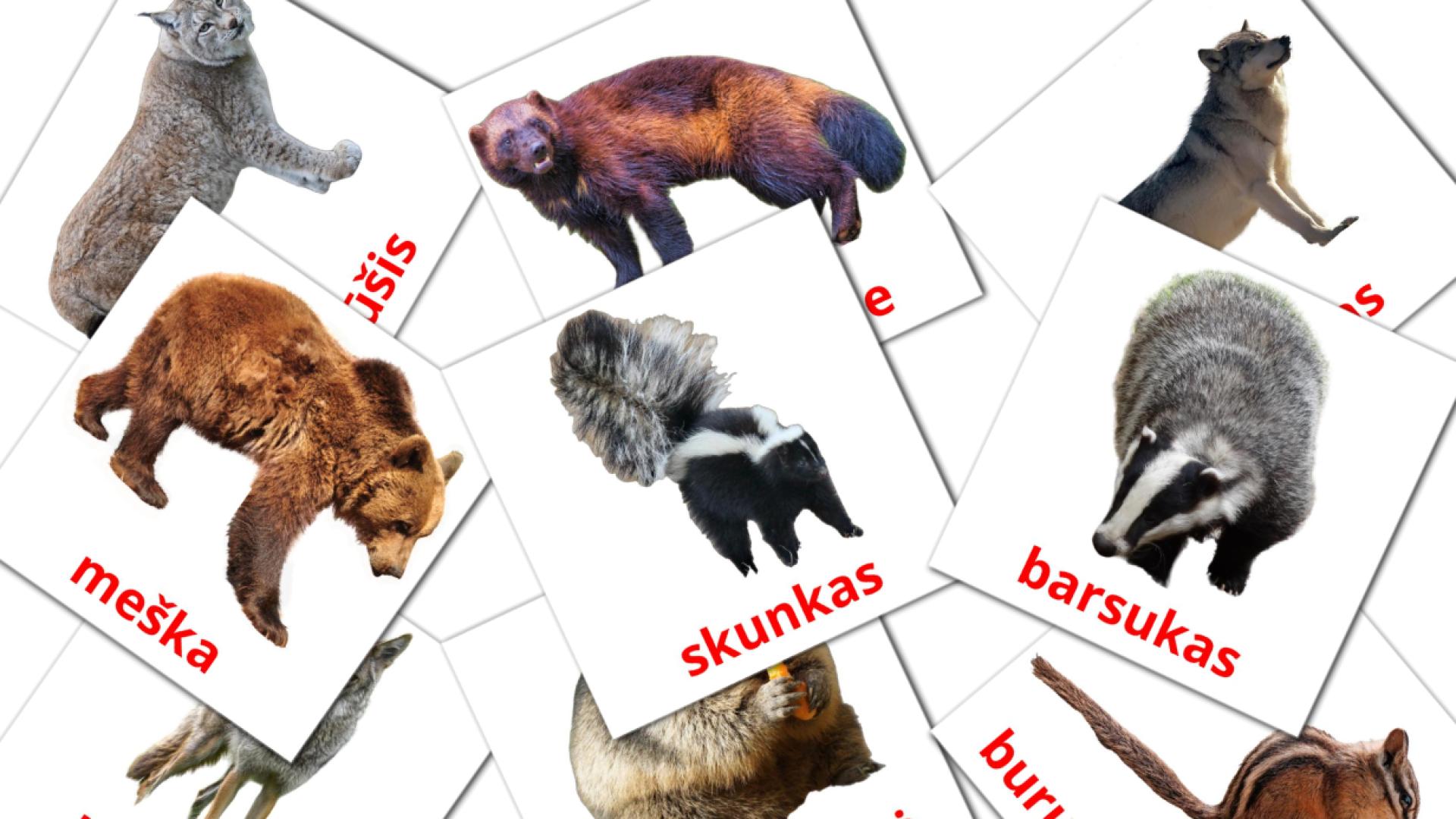 22 Miško gyvūnai flashcards