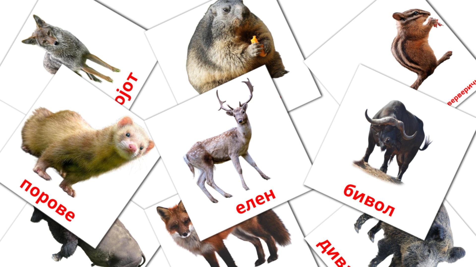 Bildkarten für Шумски животни