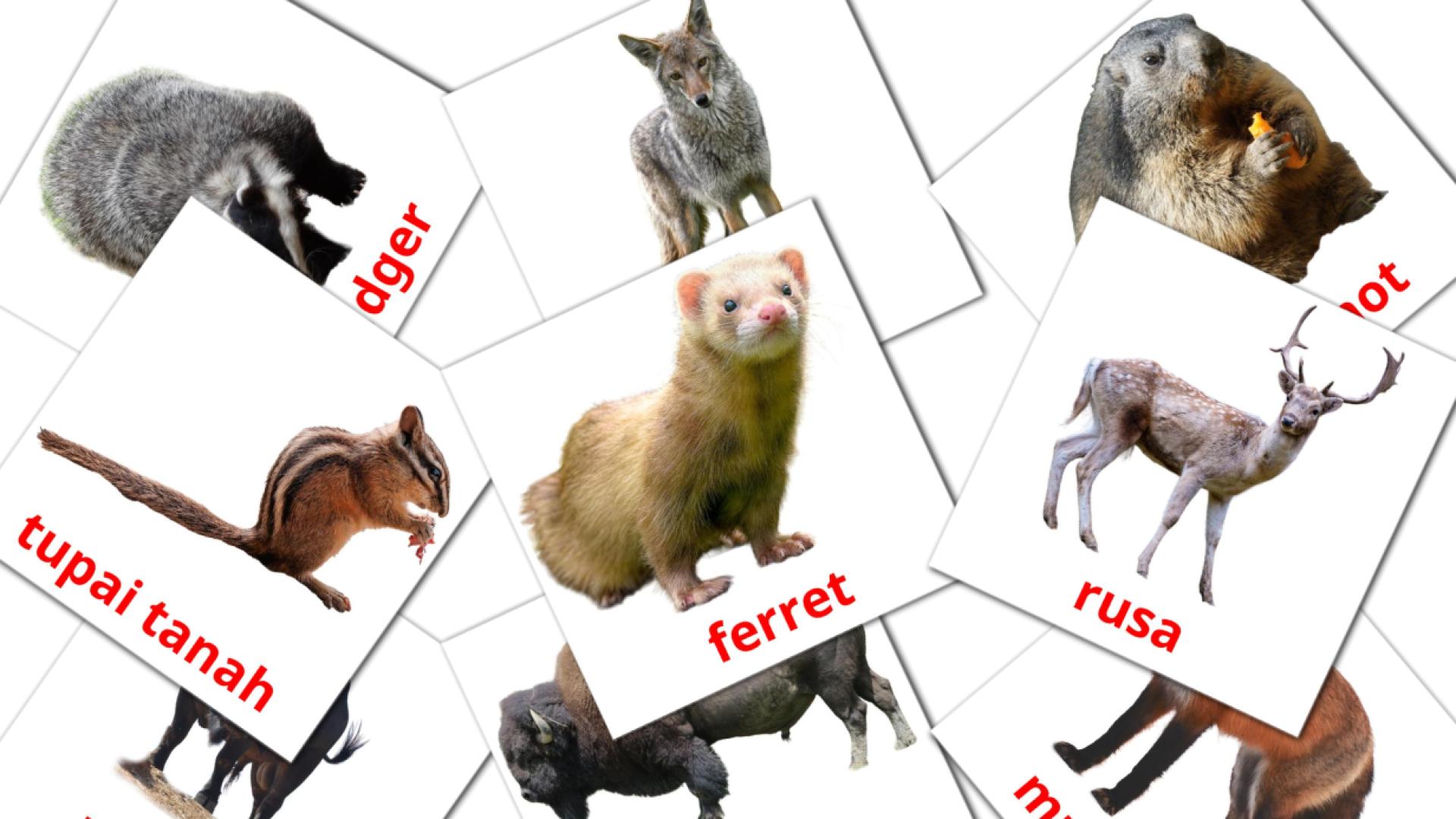 22 Haiwan di Hutan flashcards