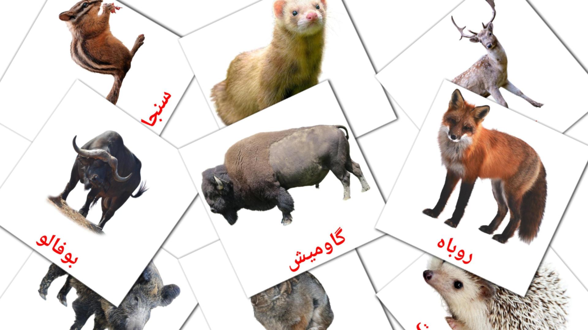 Bildkarten für حیوانات جنگل