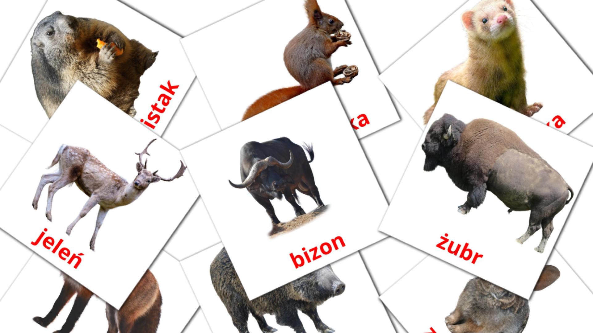 Bildkarten für leśne zwierzęta