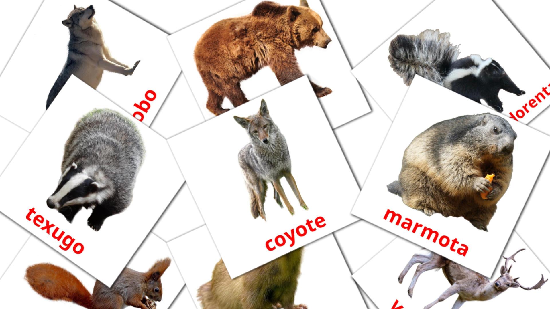 tarjetas didacticas de Animais da Floresta