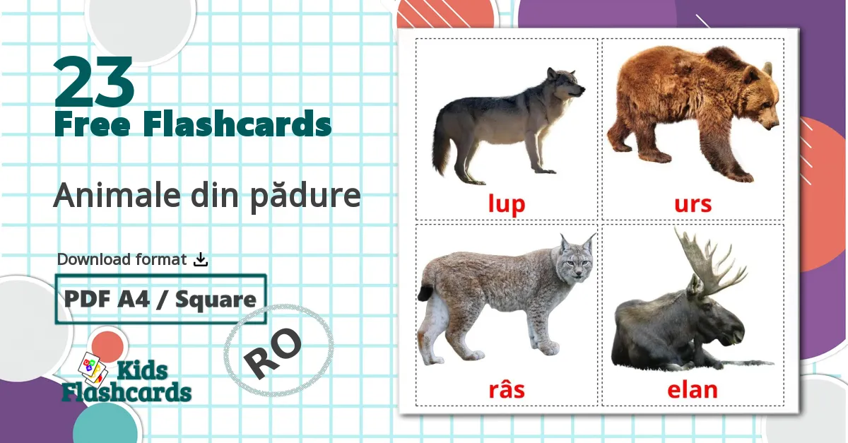 23 Animale din pădure flashcards