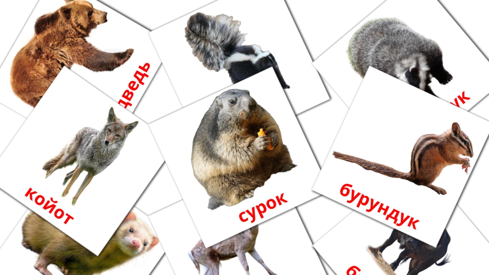 Bildkarten für Лесные животные