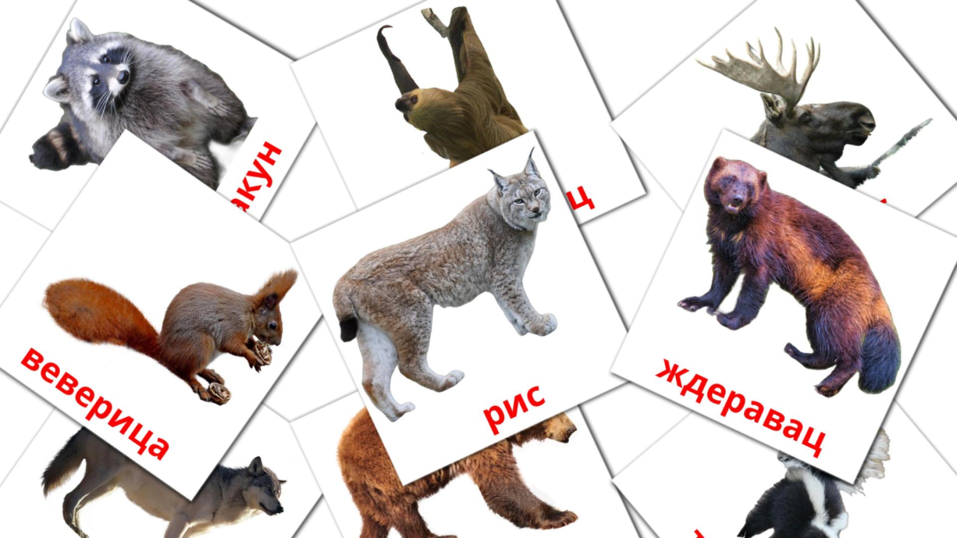 Bildkarten für Шумске животиње