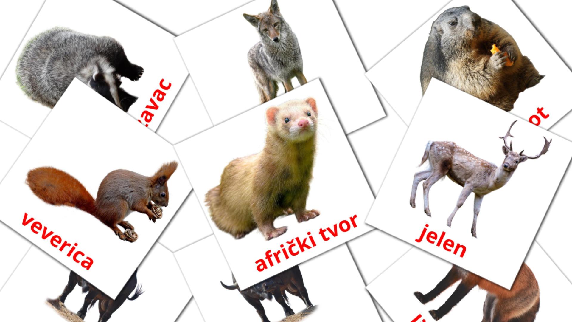 Bildkarten für Šumske životinje