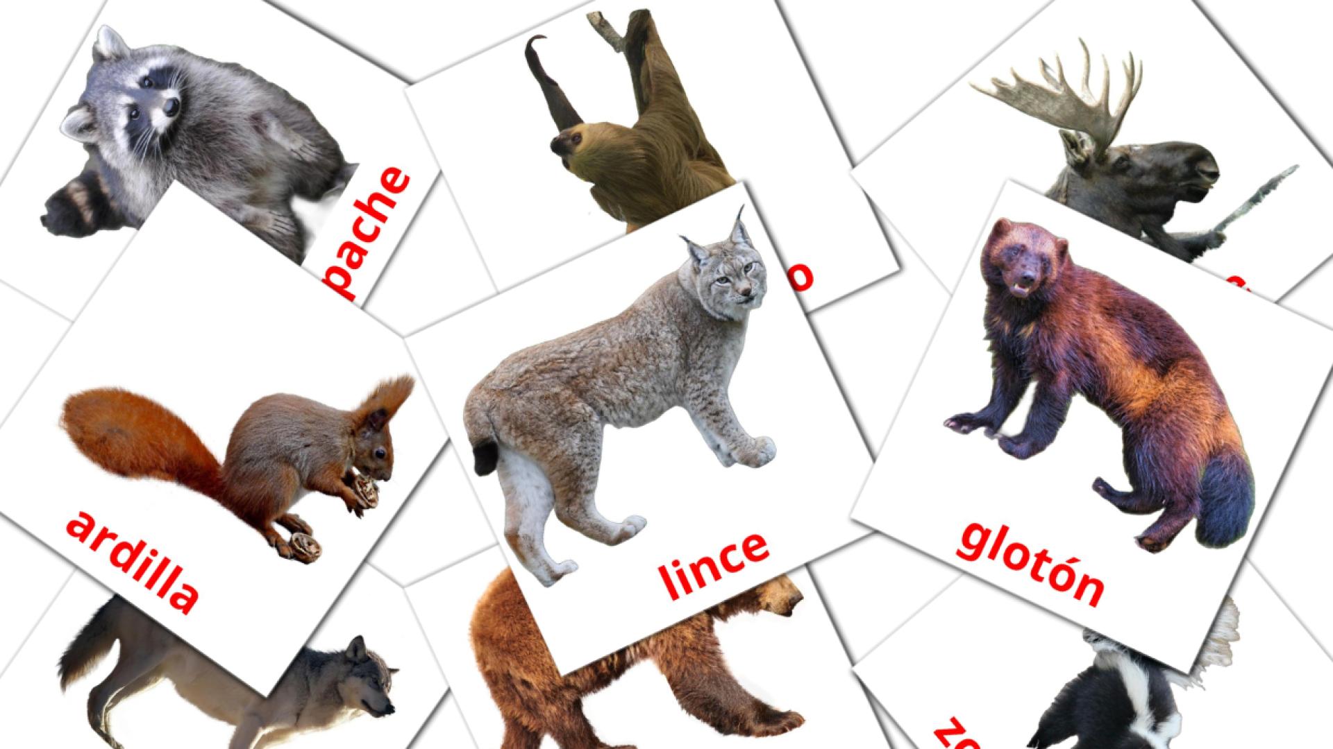 Animales del Bosque flashcards