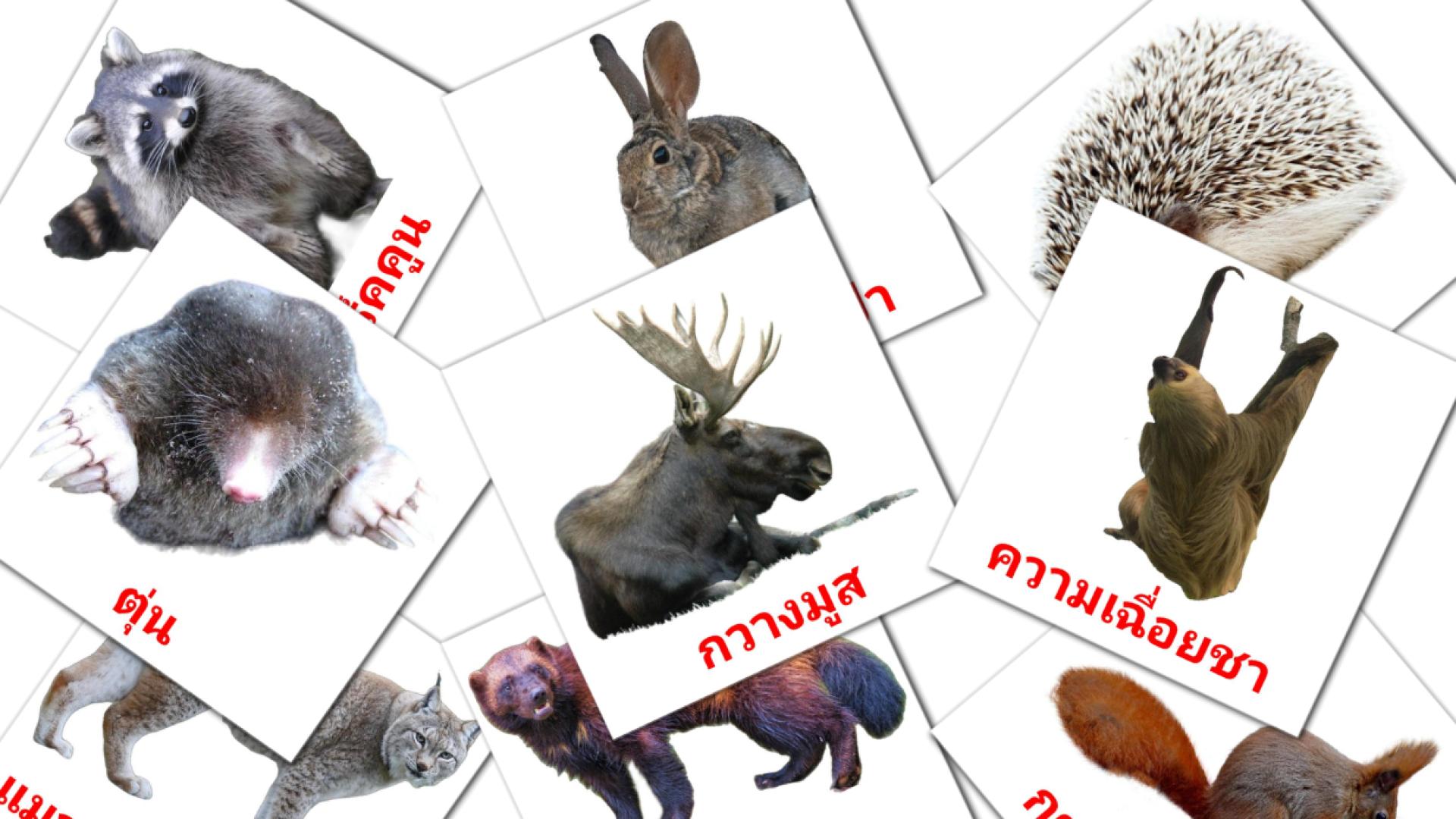 Bildkarten für สัตว์ป่า