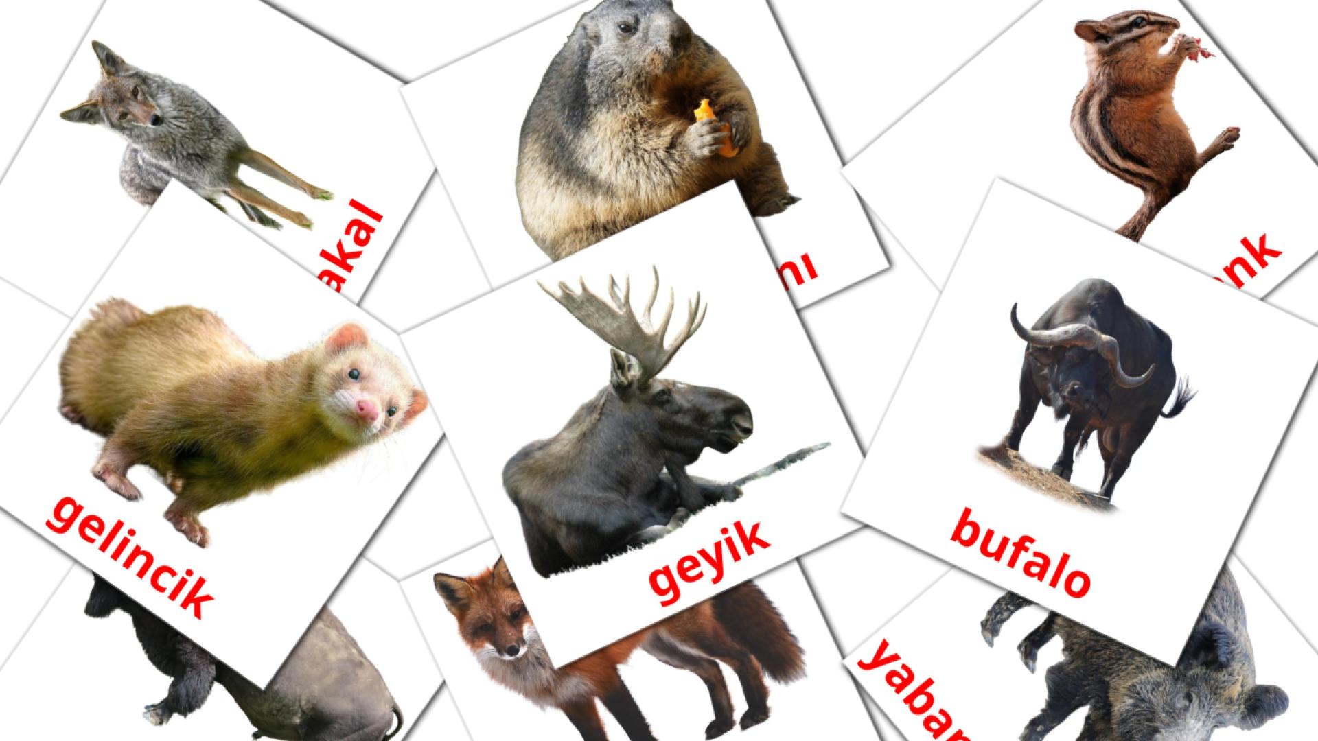 Bildkarten für Orman Hayvanları