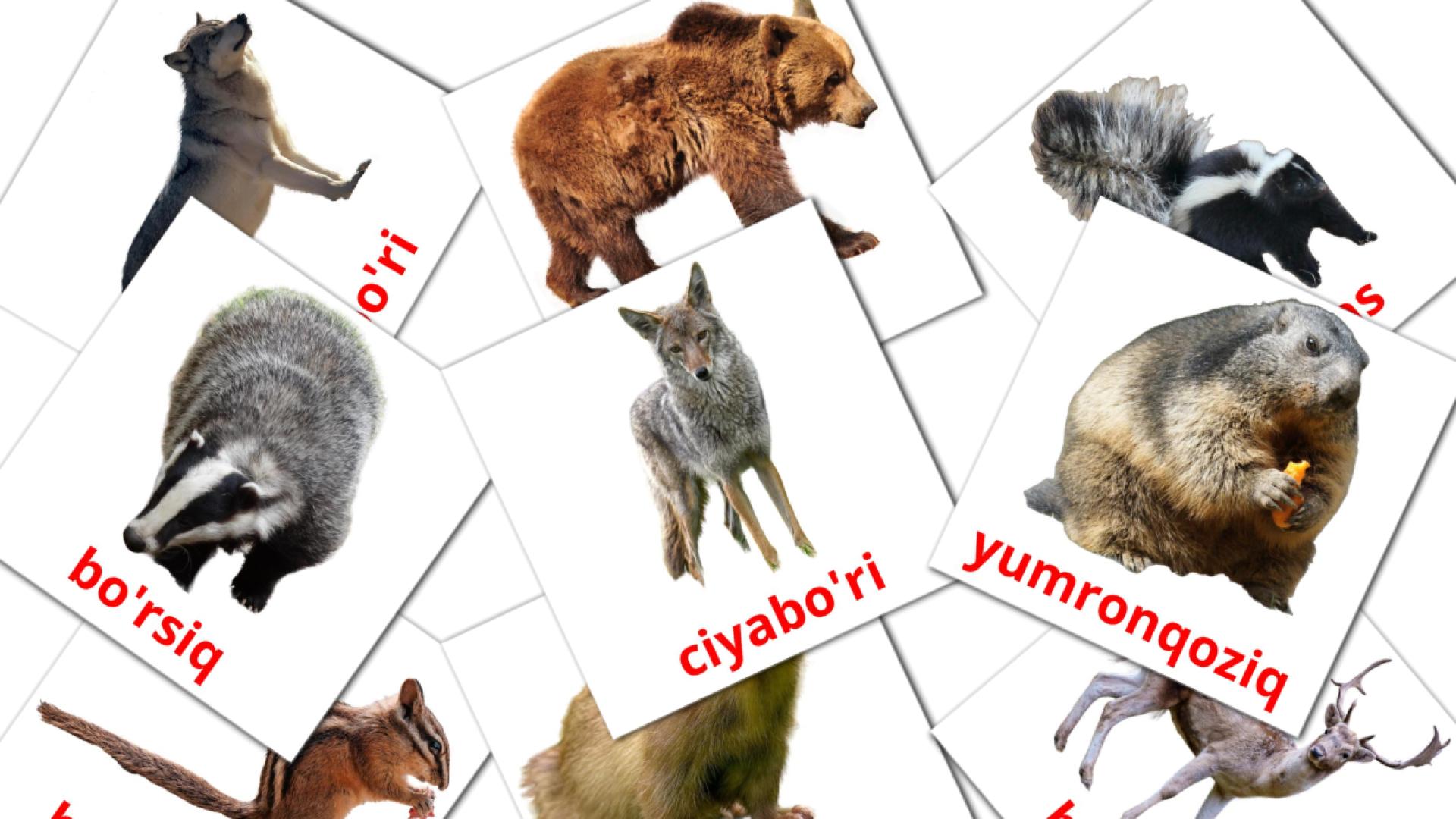 22 O'rmon hayvonlari flashcards