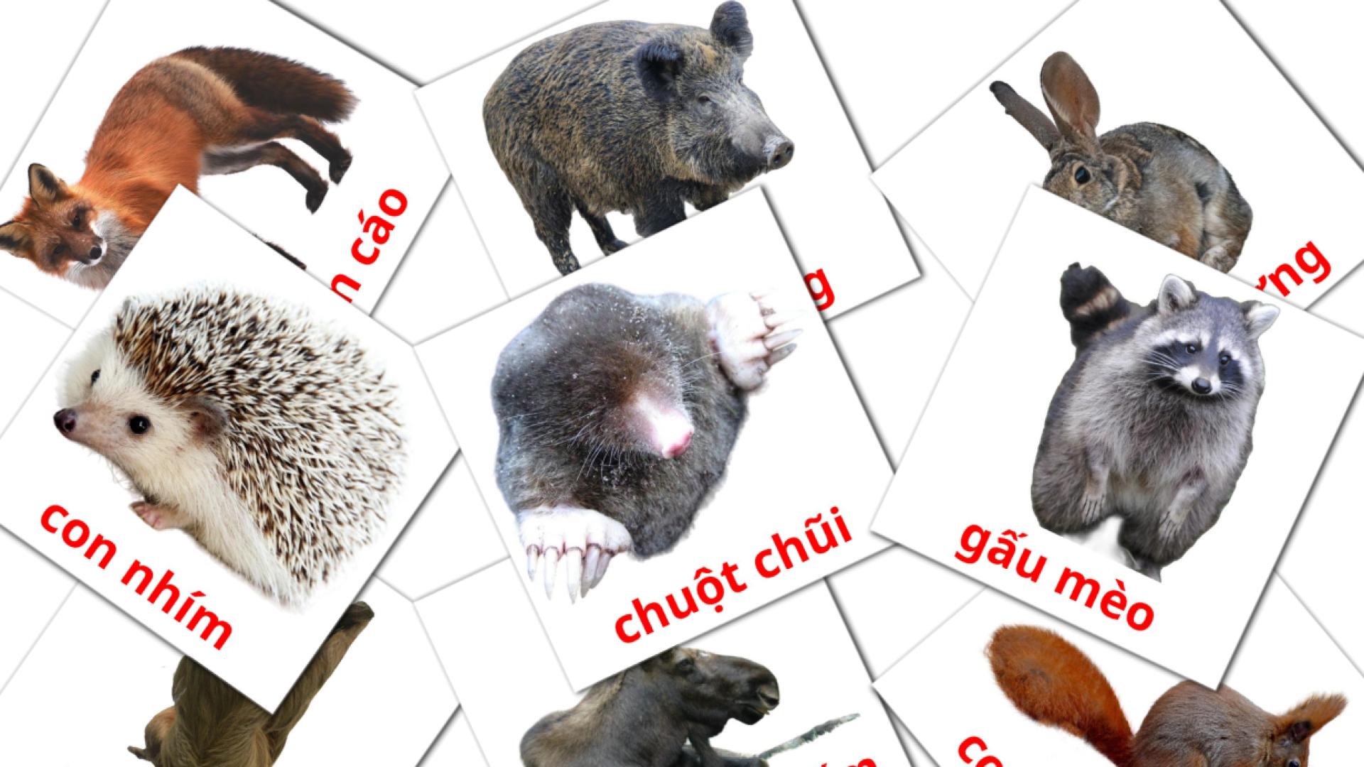 Bildkarten für động vật rừng rậm