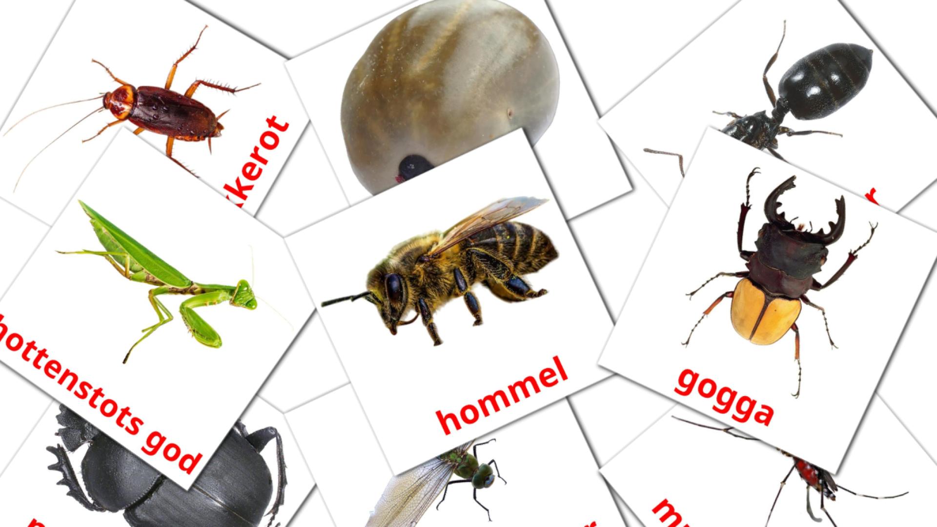Insects - afrikaans vocabulary cards