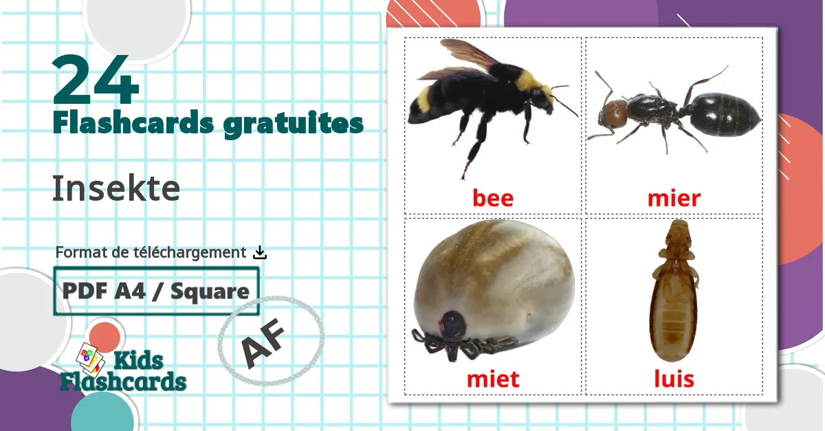 Les Insectes - cartes de vocabulaire afrikaans