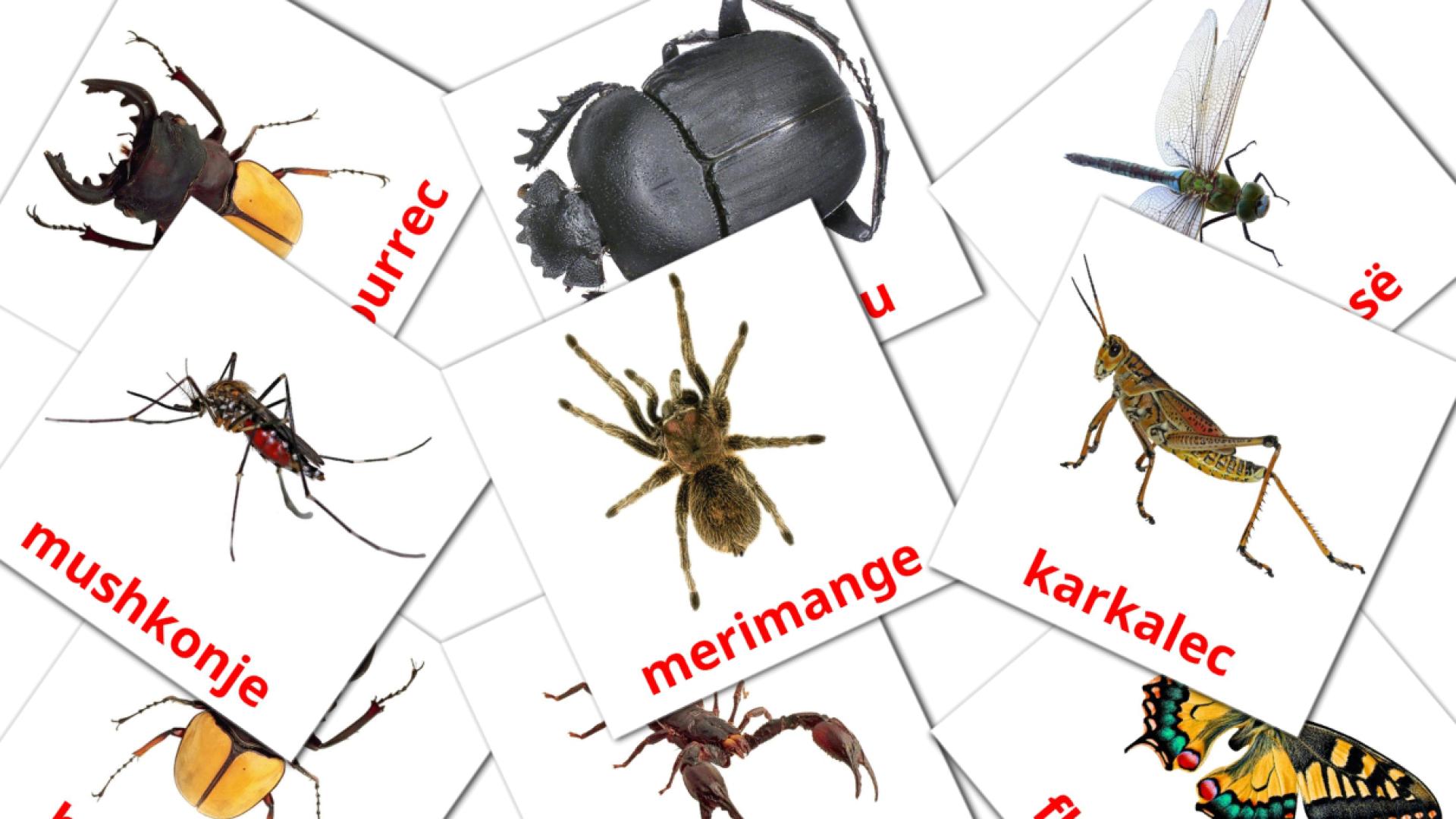 Insects - albanian vocabulary cards