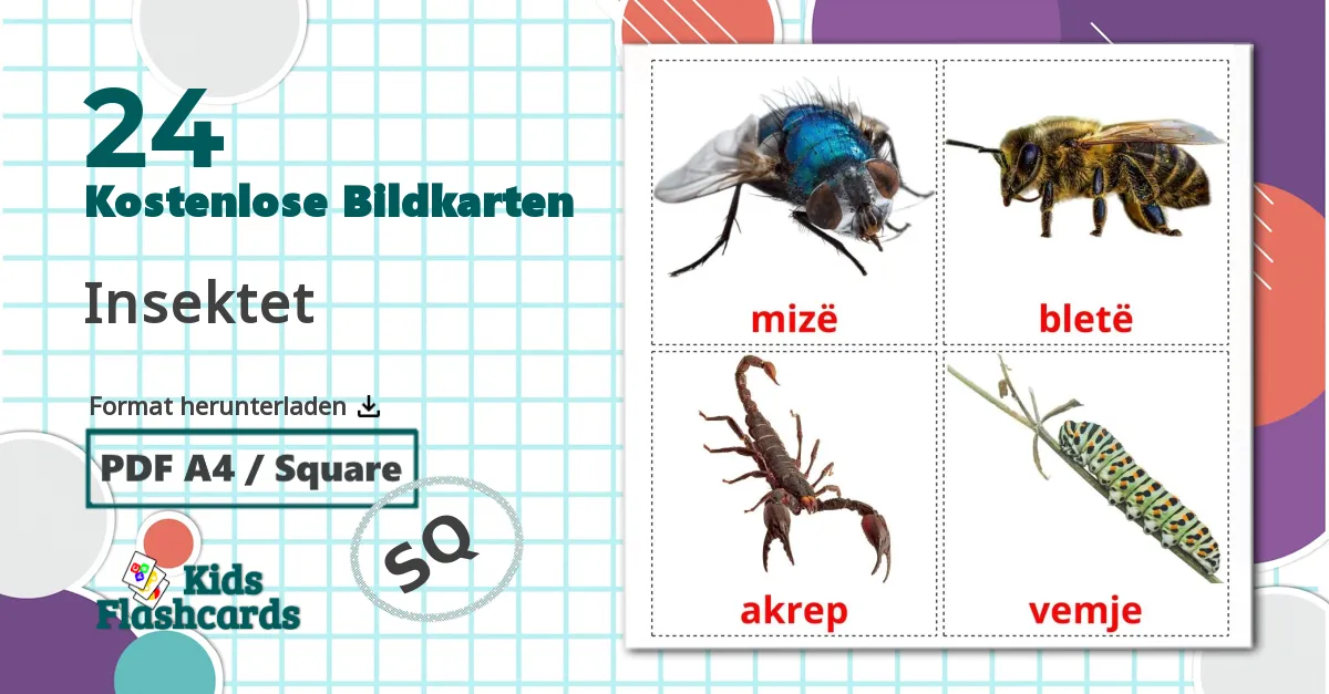 24 Bildkarten für Insektet