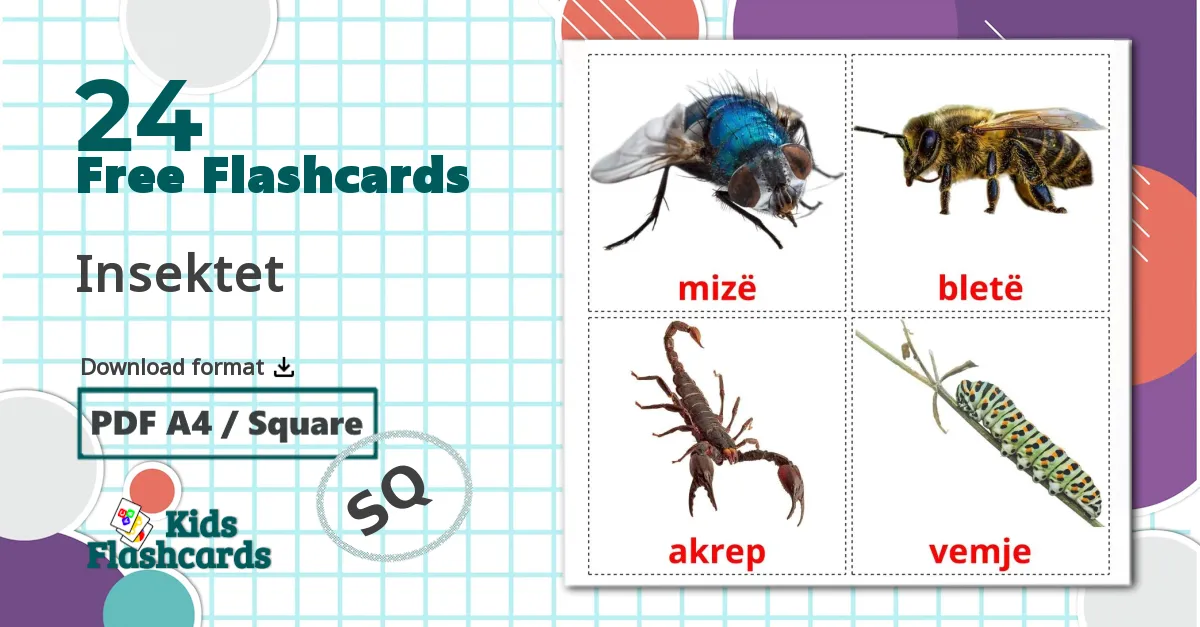 Insects - albanian vocabulary cards