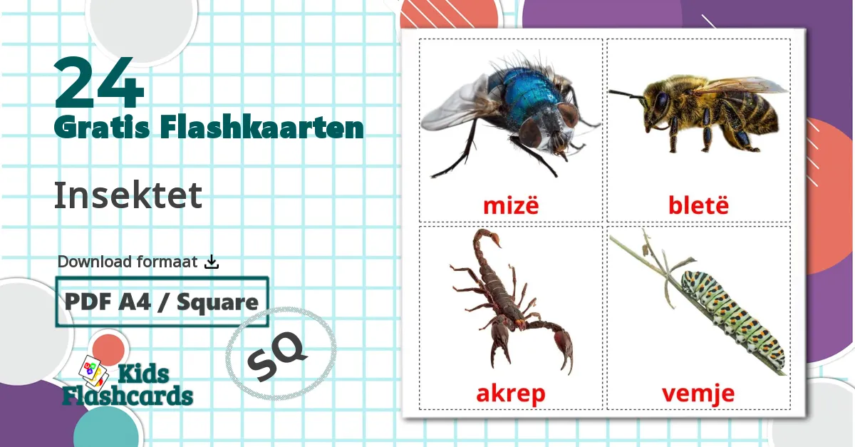 Insecten - albanesee woordenschatkaarten