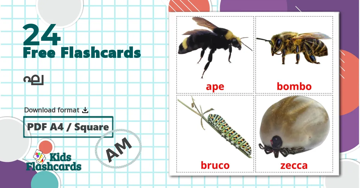 24 Insects flashcards