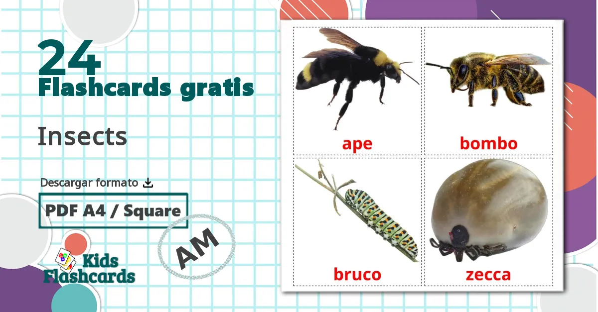 24 tarjetas didacticas de Insectos