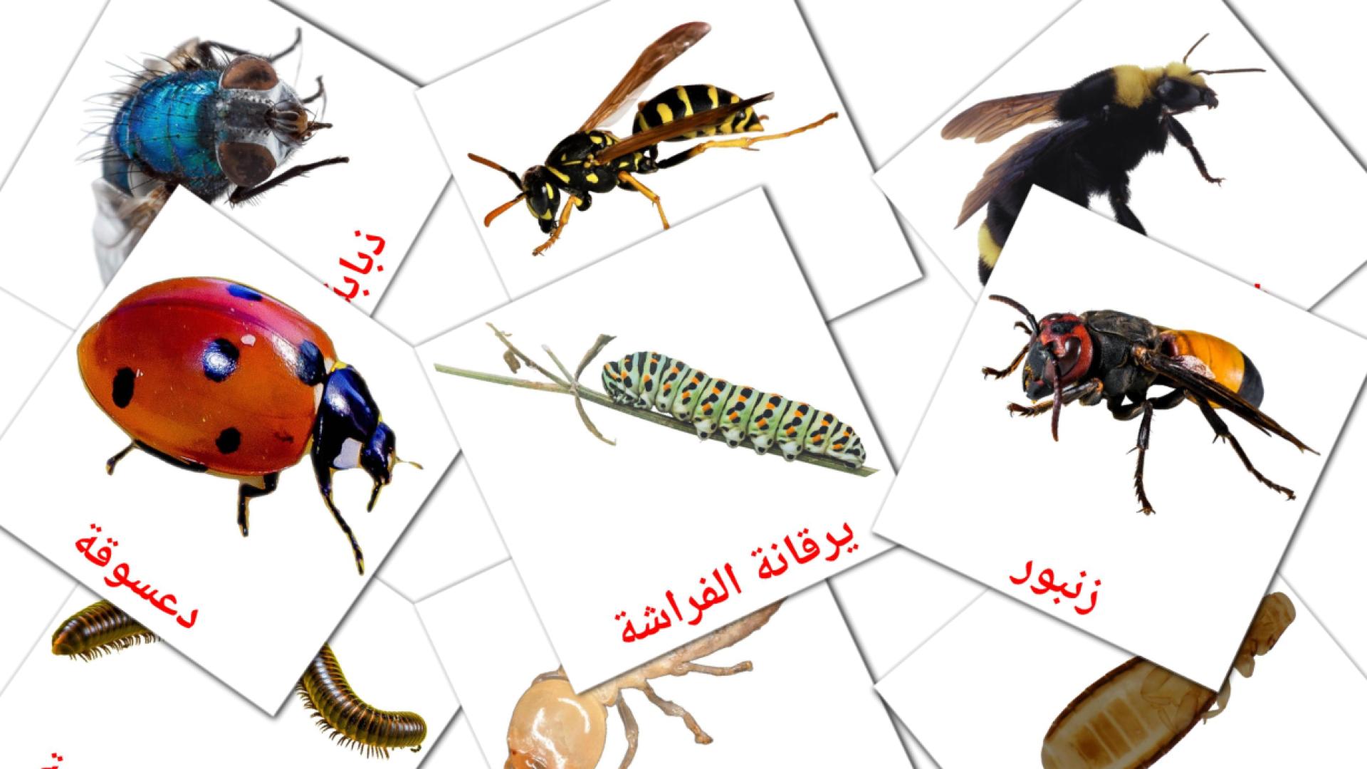 Insects - arabic vocabulary cards