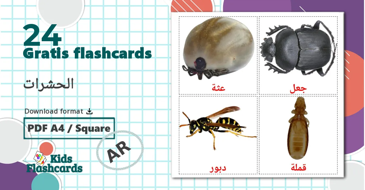 Insects - arabisk ordforrådskort