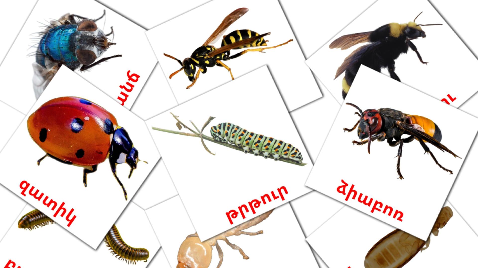 Insects - armenian vocabulary cards