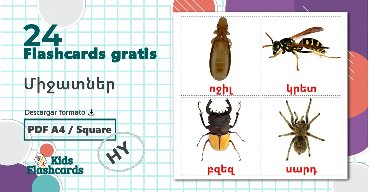 24 tarjetas didacticas de Insectos